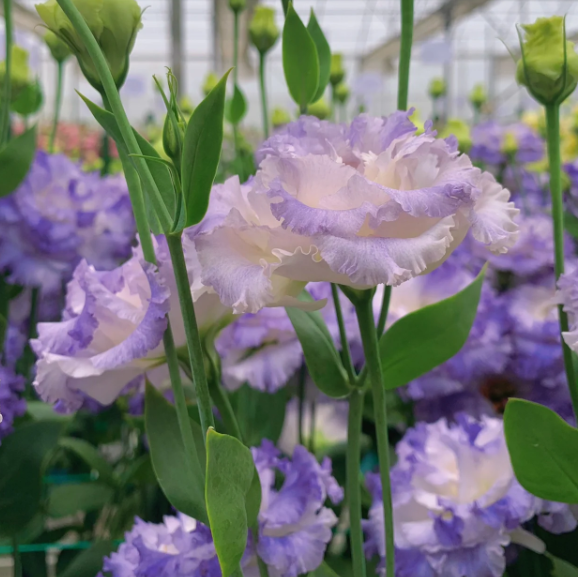 LISIANTHUS - ISKRENA LJUBEZEN